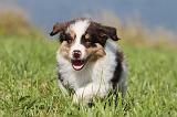 BERGER AUSTRALIEN PUPPIES 101